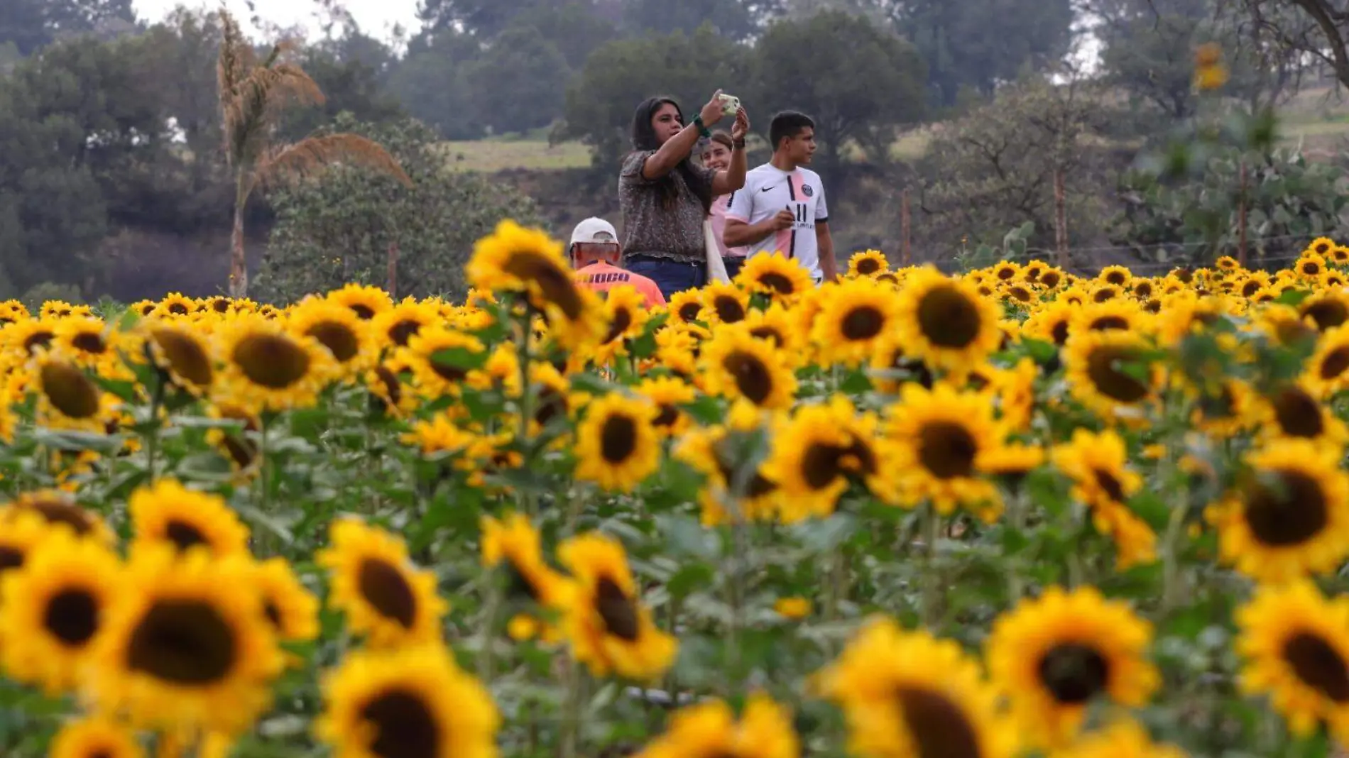 girasoles 5